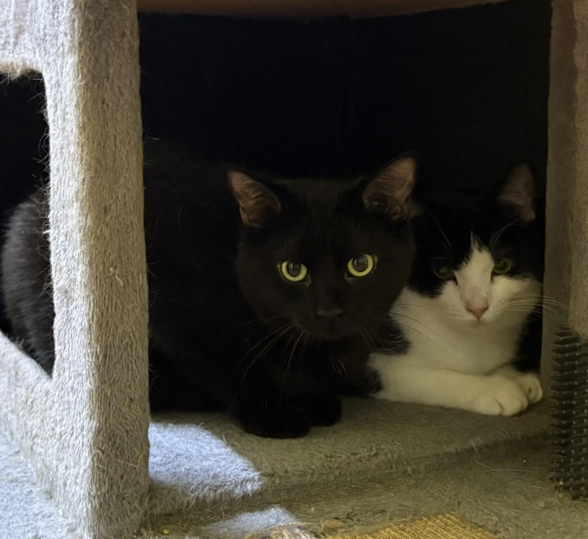 Pepper & Mcmuffin.jpg