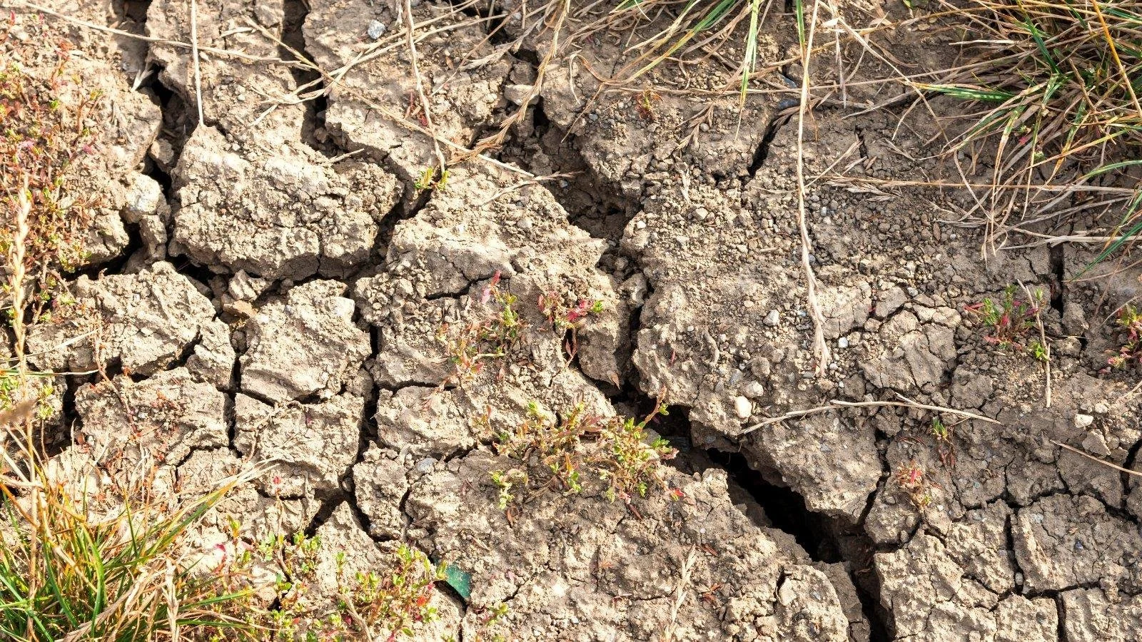 The #1 Reason Plants Fail (It’s Not What You Think)