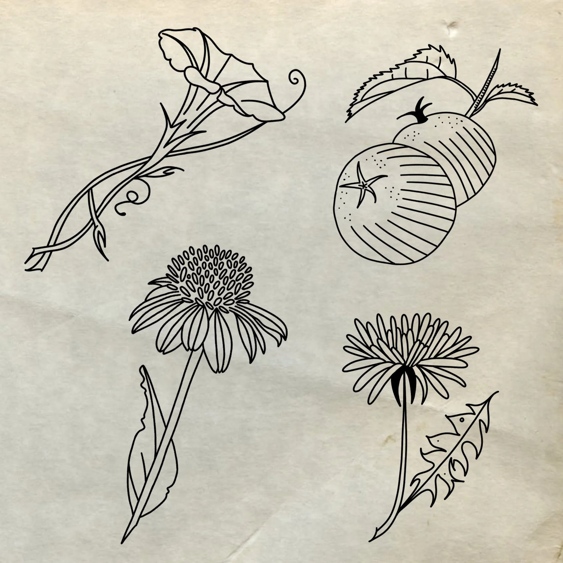 Line drawing of four plants, including a morning glory flower, a carrot with leaves and a star-shaped fruit, a coneflower, and a dandelion.