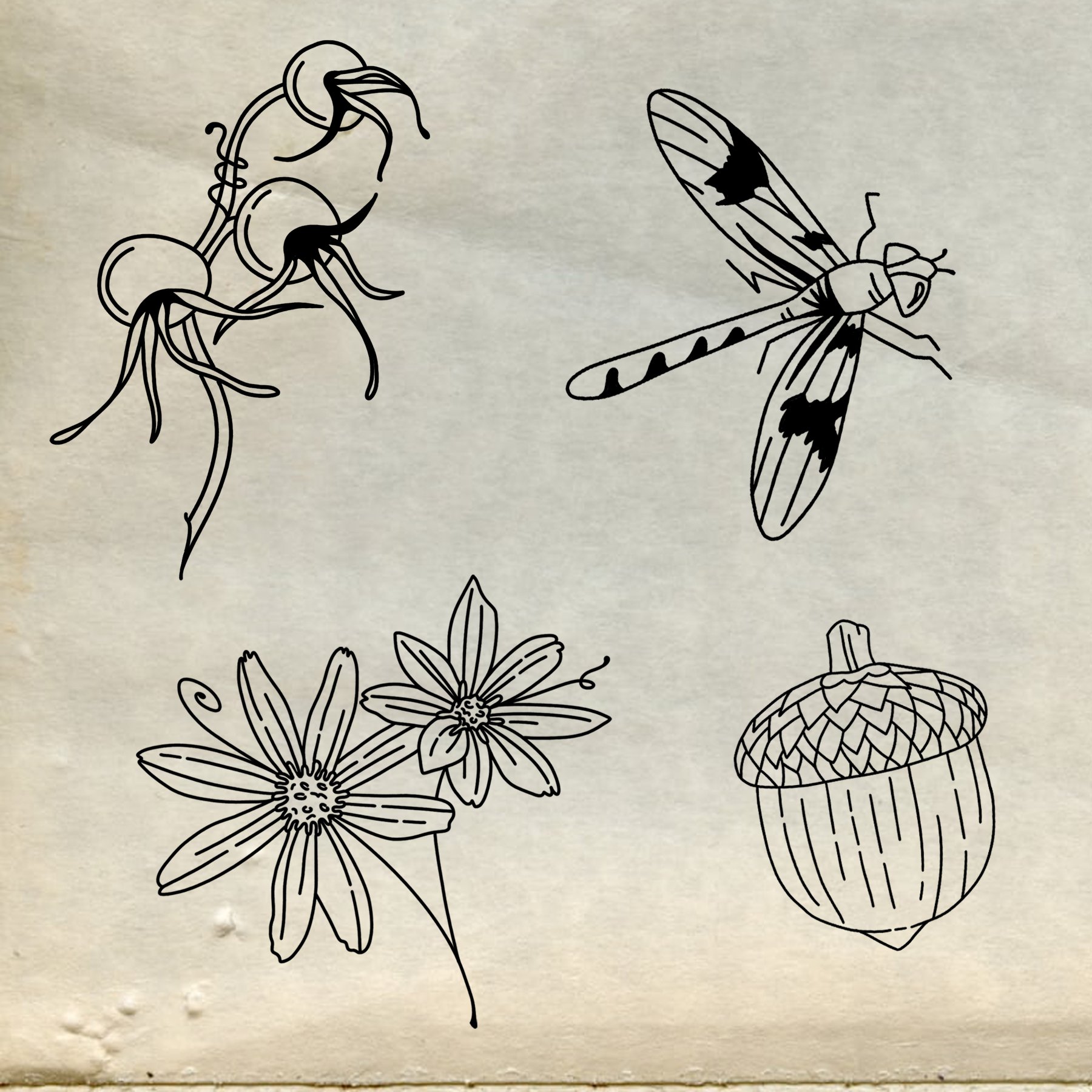 Line art illustration of an acorn, a dragonfly, a bee, and two flowers on textured background.