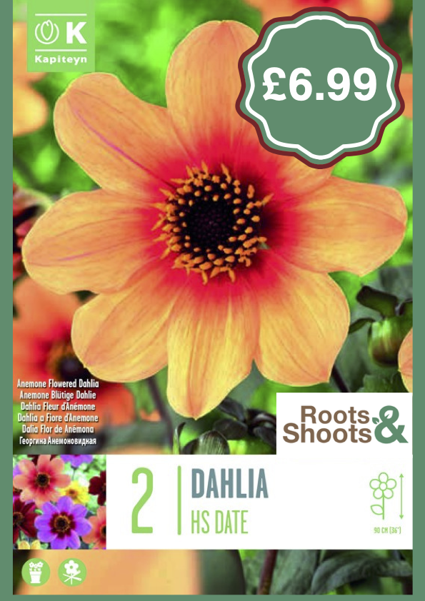 Dahlia 2 pack o.png