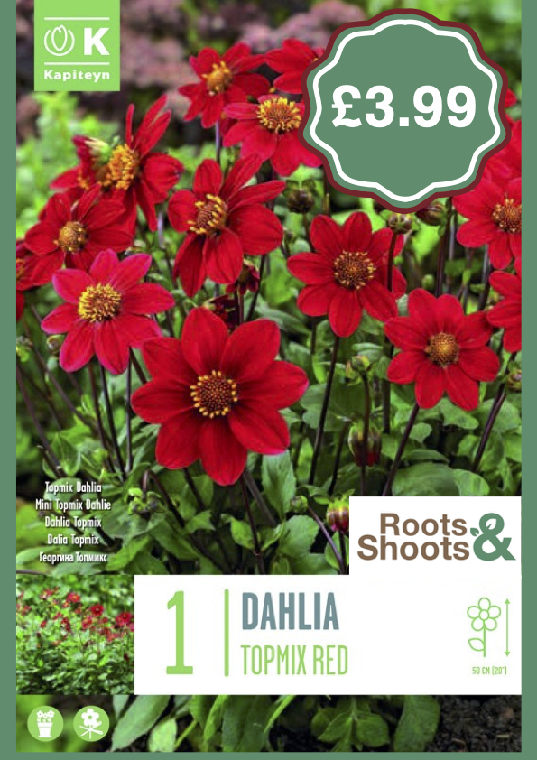 Dahlia TM R.png