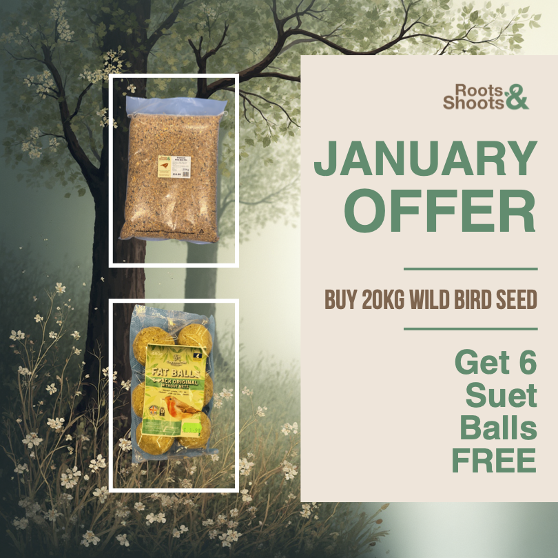 JAnuary Fat Balls.png