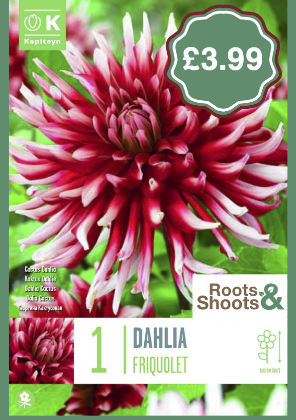 Dahlia F.png