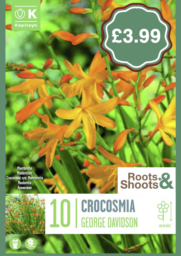 Crocosmia G.png