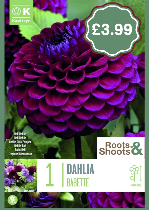 Dahlia Ba.png