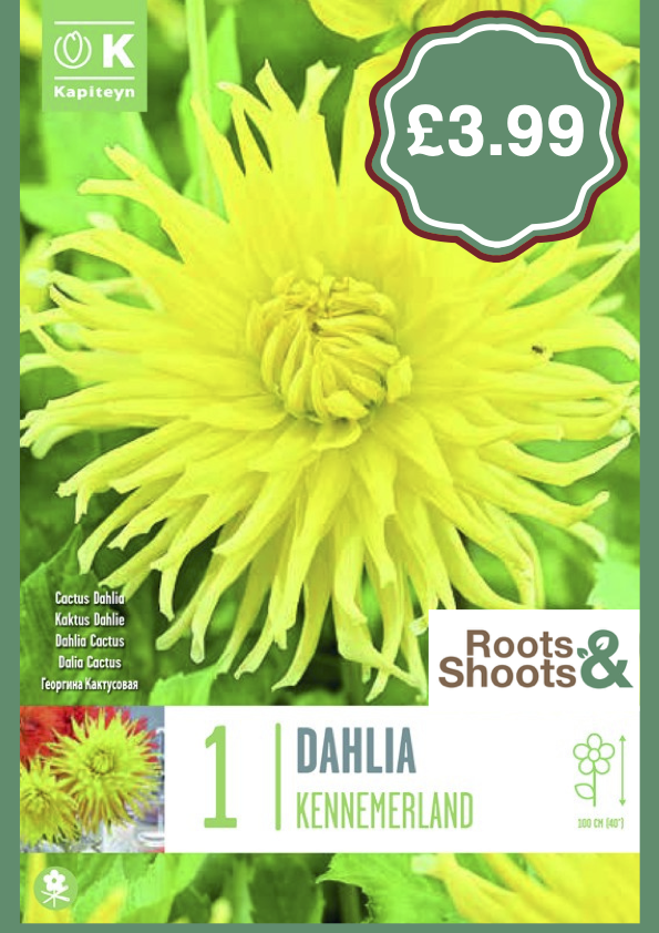 Dahlia Ke.png