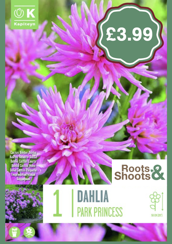 Dahlia PP.png