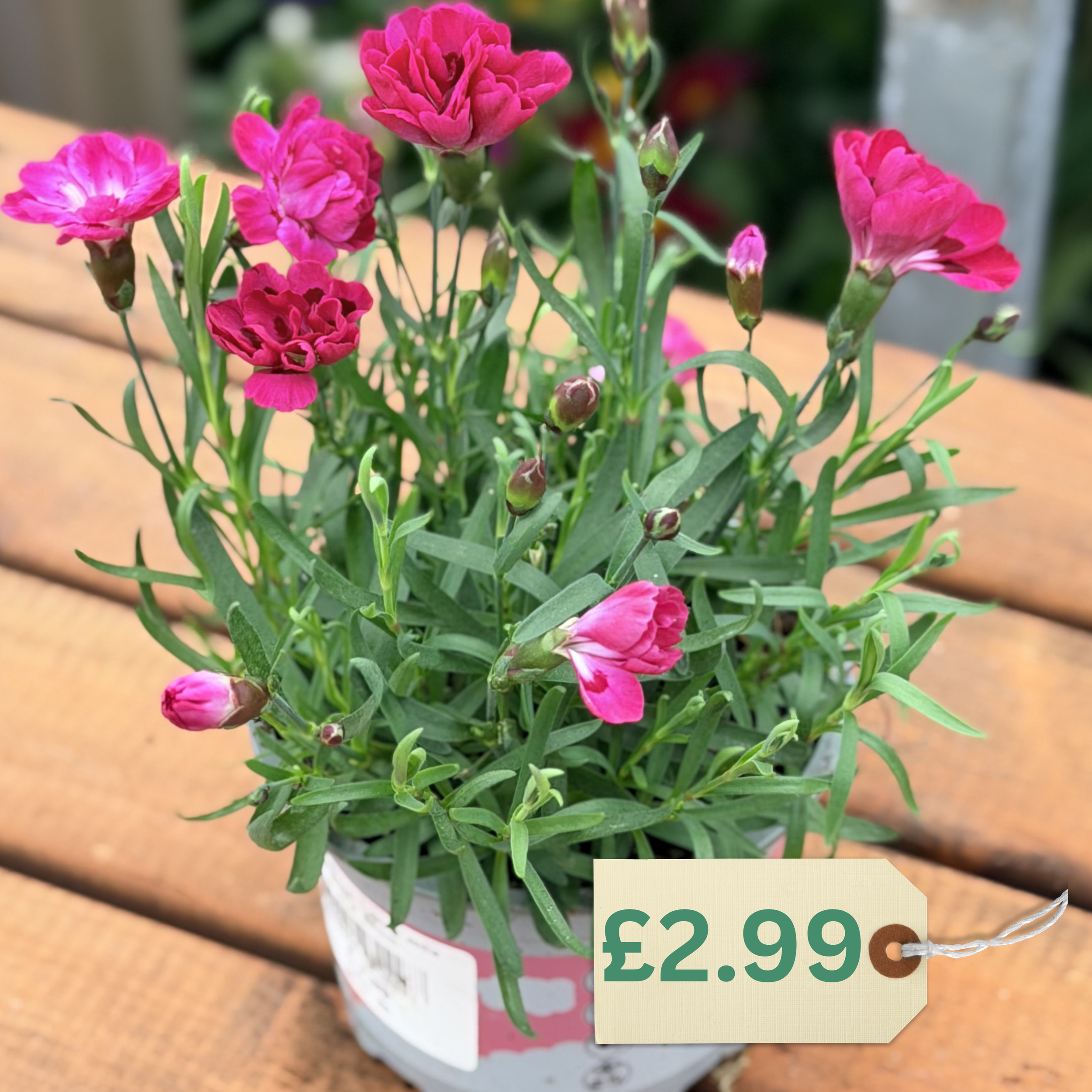 Dianthus2.99.png