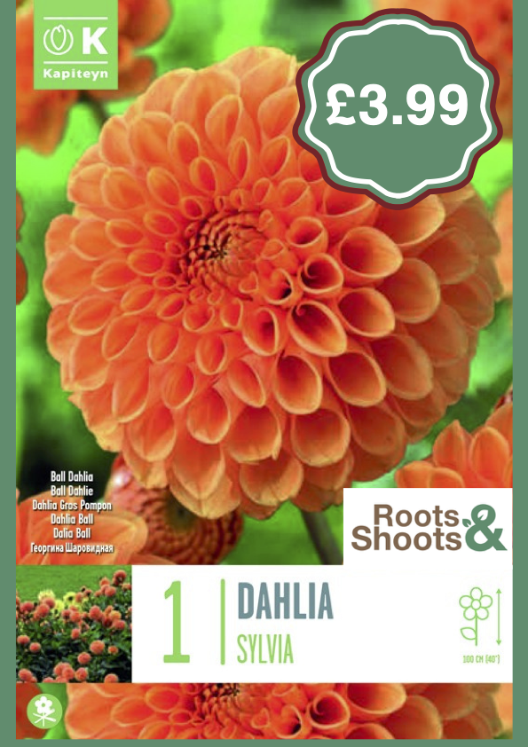 Dahlia S.png