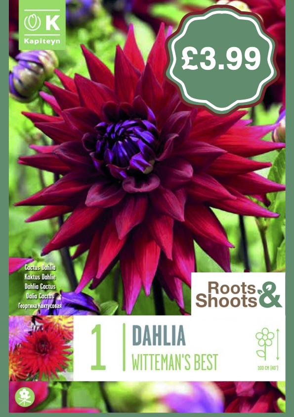 Dahlia W.png