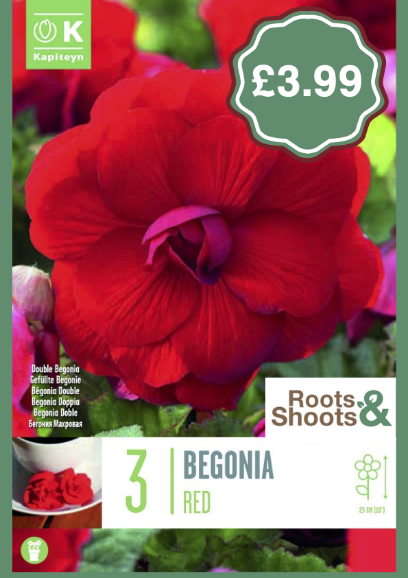 Begonia Red.png