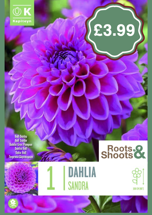 Dahlia S copy.png