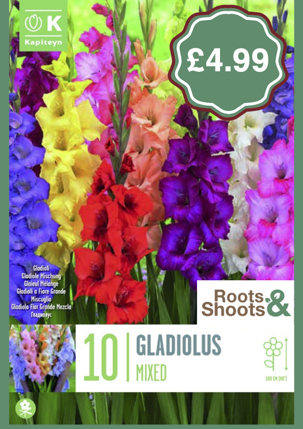 Gladioli Mixed.png