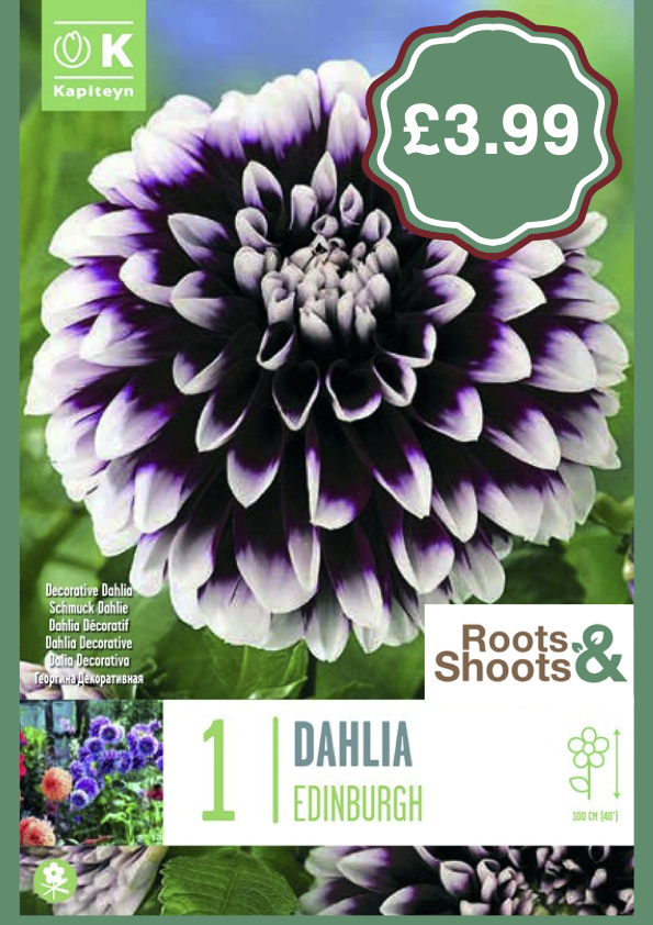 Dahlia E.png