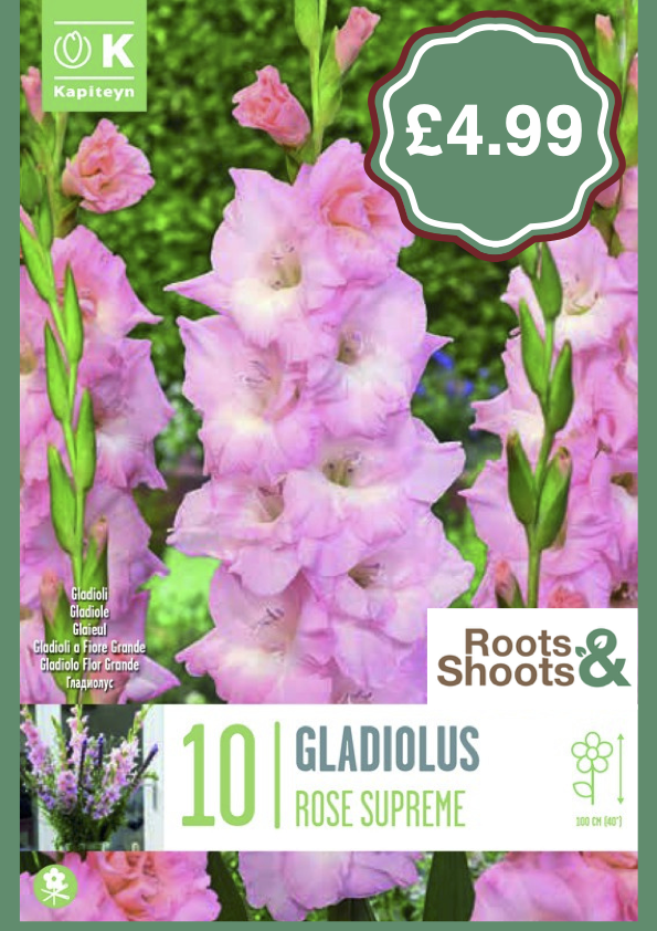 Gladioli 10 pack.png