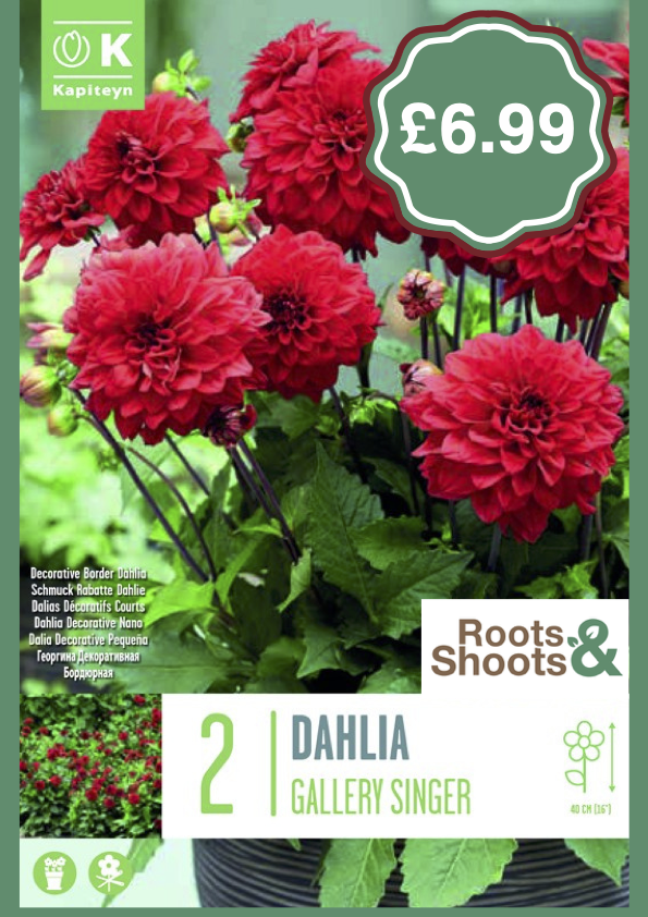 Dahlia 2 pack.png