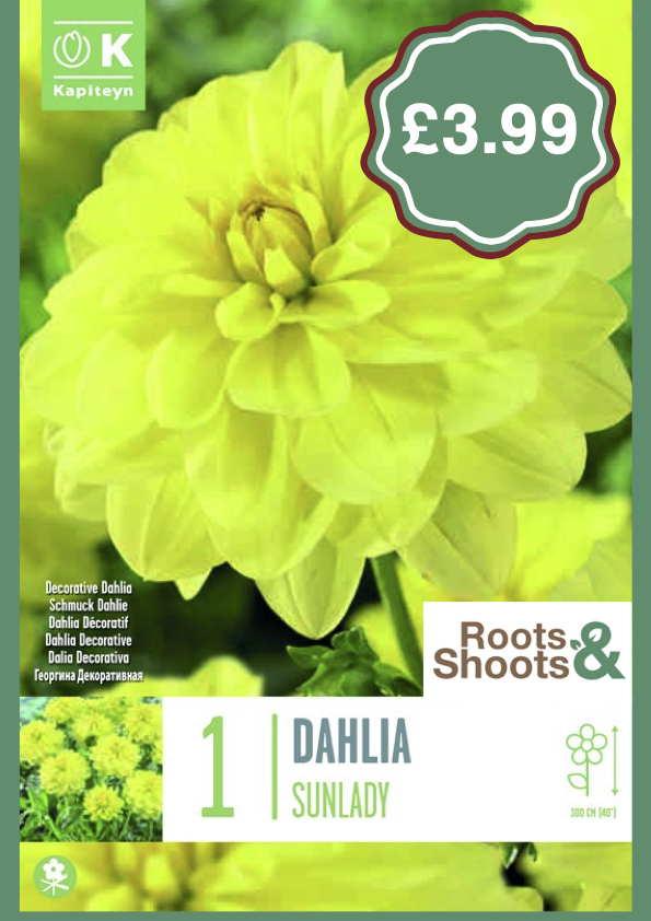 Dahlia SL.png