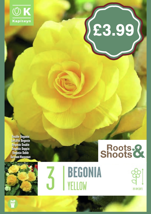 Begonia Yellow.png