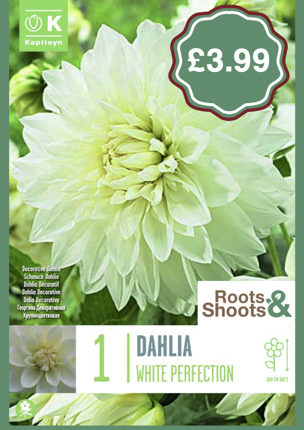 Dahlia WP.png