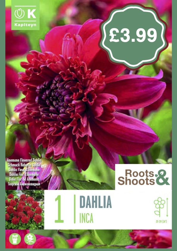Dahlia INca.png