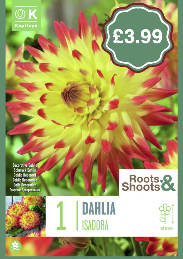 Dahlia I.png