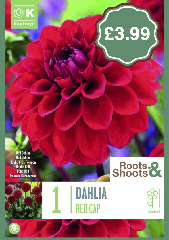 Dahlia RE.png