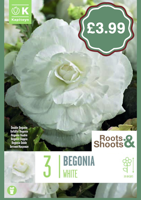 Begonia White.png