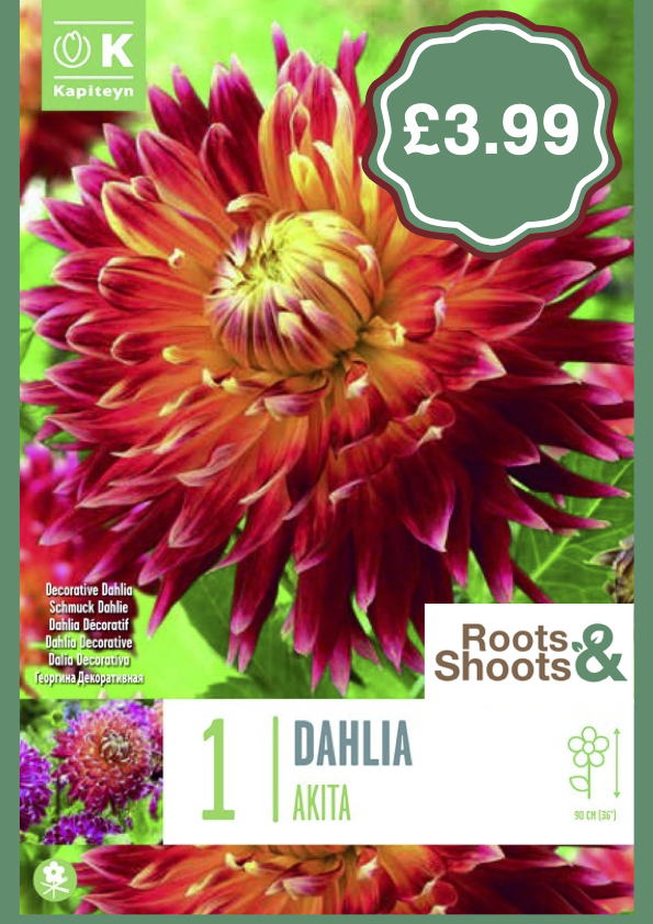 Dahlia A.png