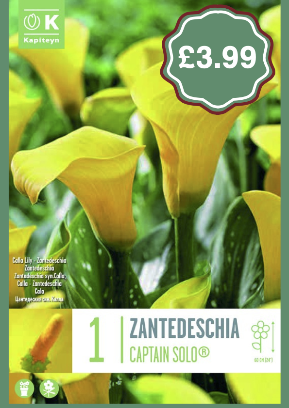 Zantedeschia.png