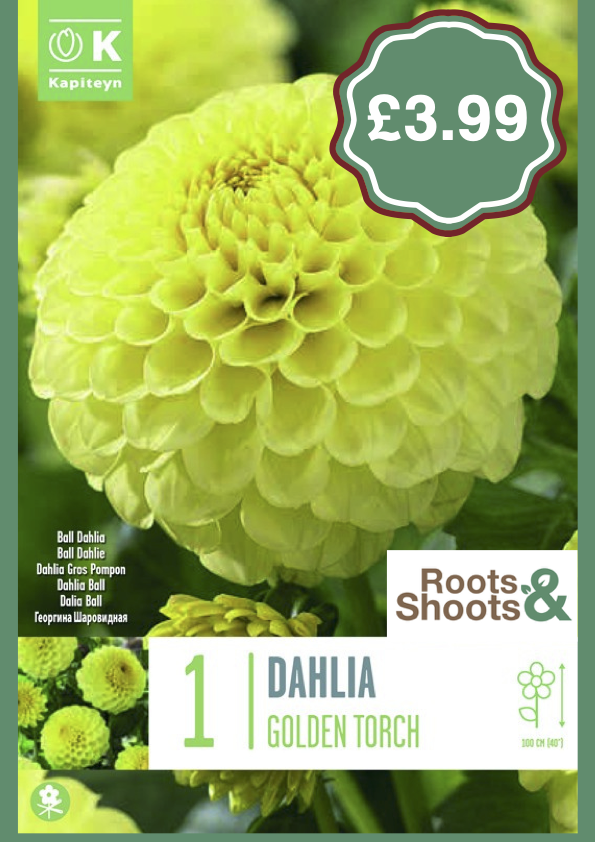 Dahlia GT.png