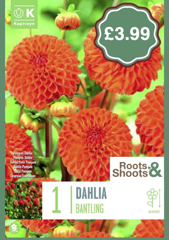 Dahlia B copy.png