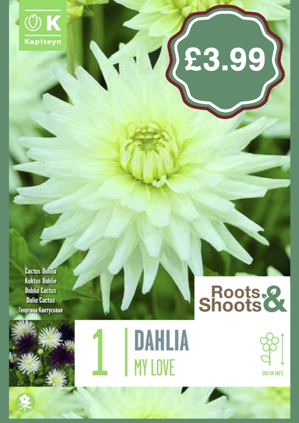 Dahlia 1.png
