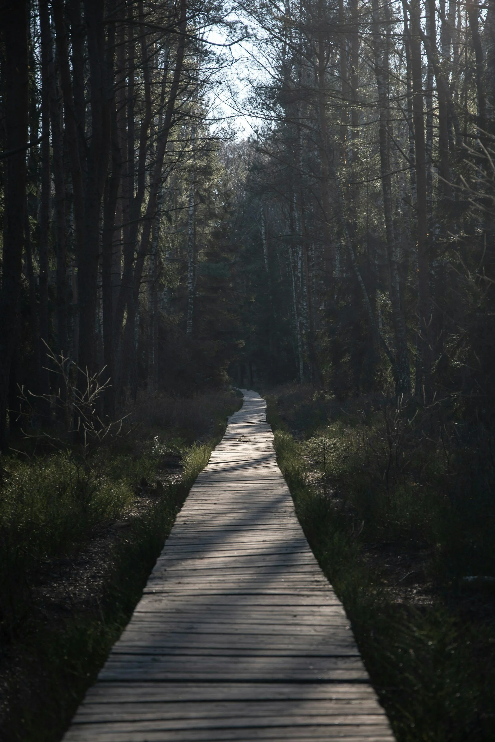 Wooden boardwalk trail winding through a dense forest with tall trees and dappled sunlight.