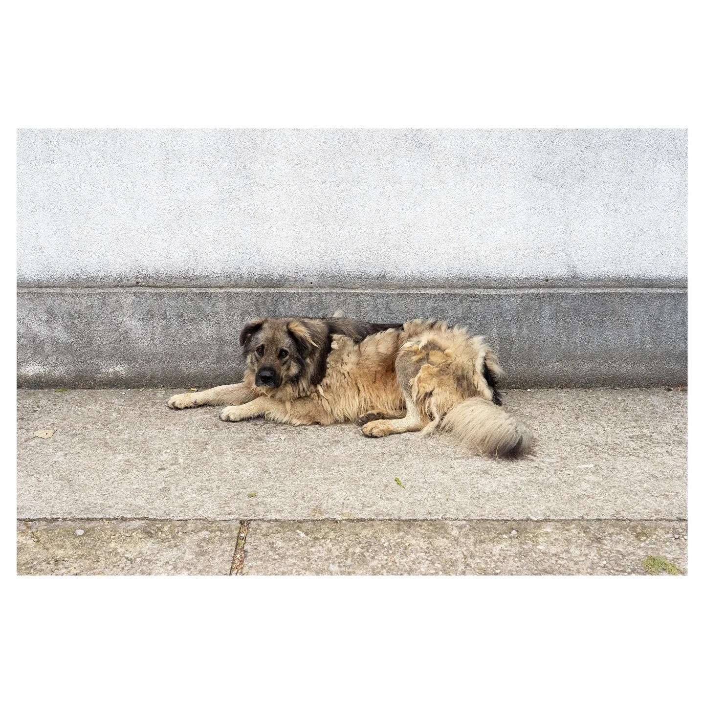 Mostar Street Dog, 2025