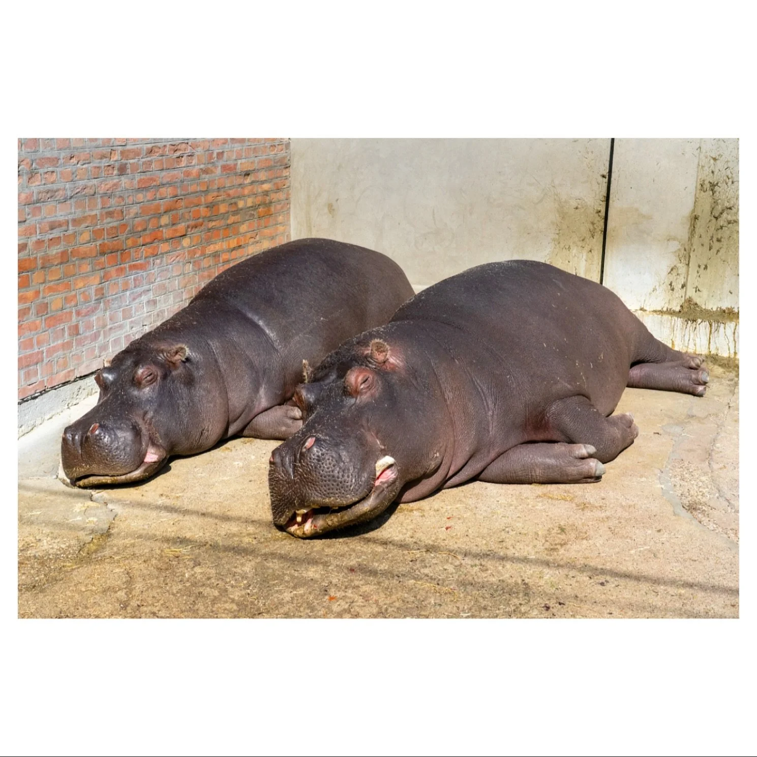 End of summer, Belgrad 2025

#belgrade #hippos #summer