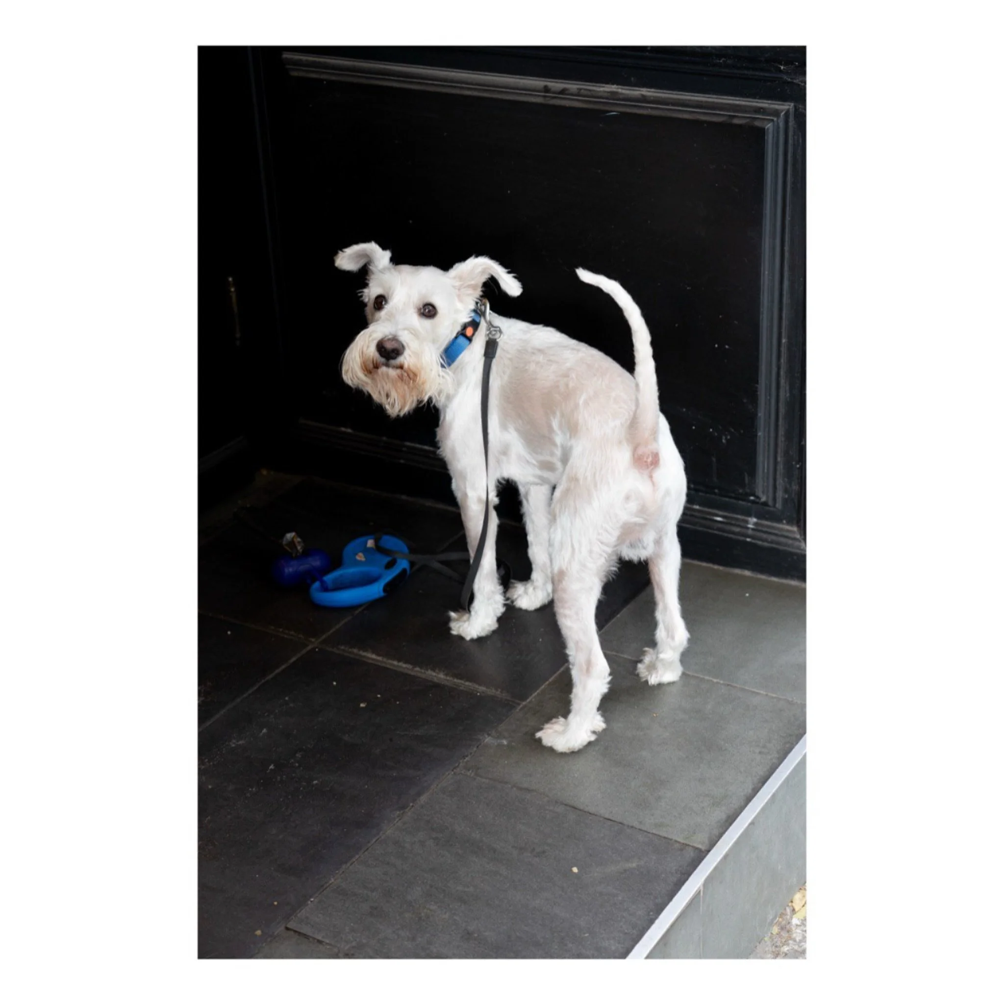 Dog Mood, Belgrad 2025