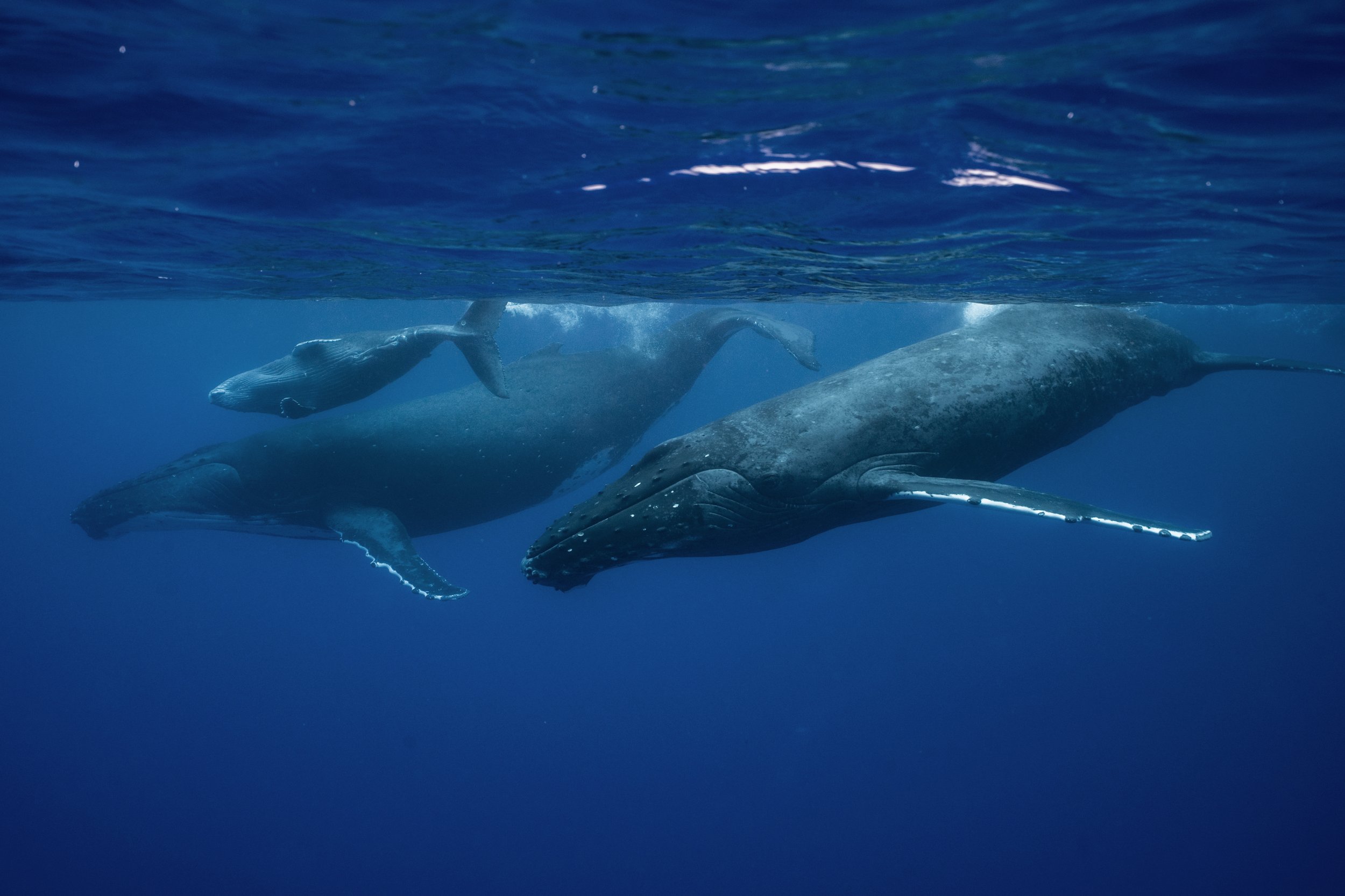 Rurutu Humpback Whale Season 2025: Week-by-Week Recap and Interaction Highlights