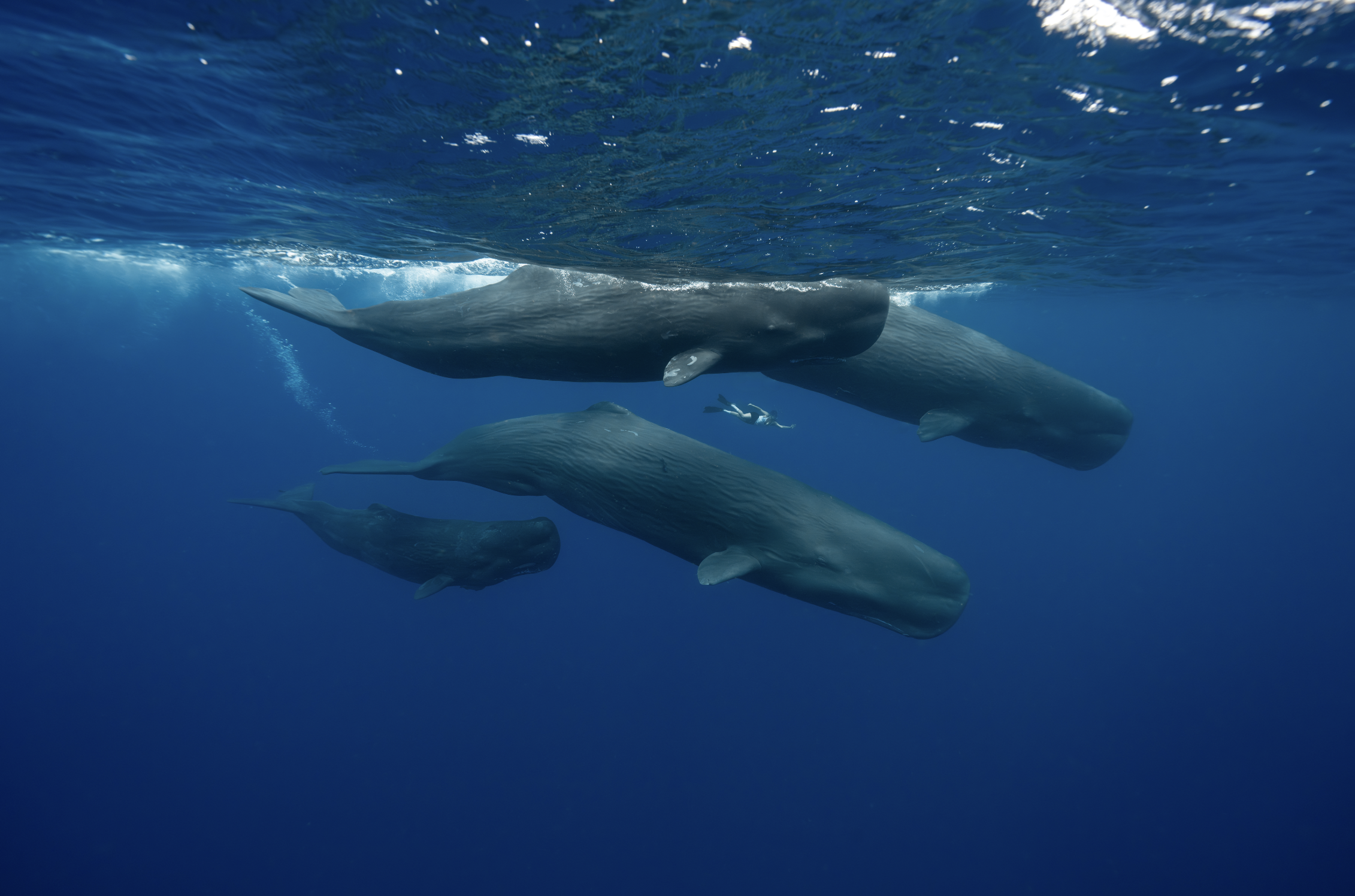 Inside Our 2026 Sperm Whale Season in Dominica: A Day-by-Day Field Report