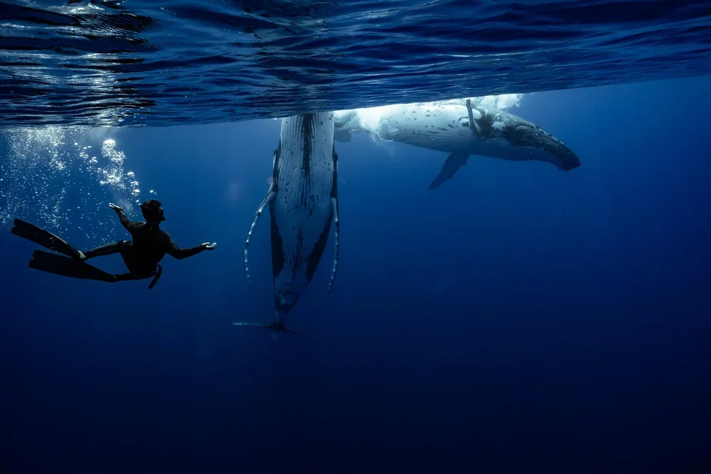 French Polynesia 2027: What a week swimming with humpbacks actually looks like