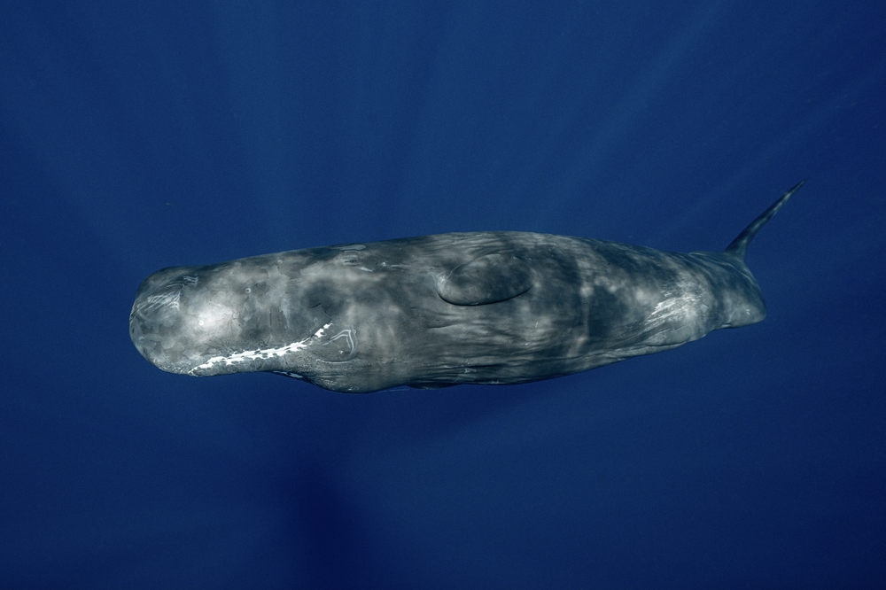 Sperm Whale Behavior Explained: What You Might See in Dominica