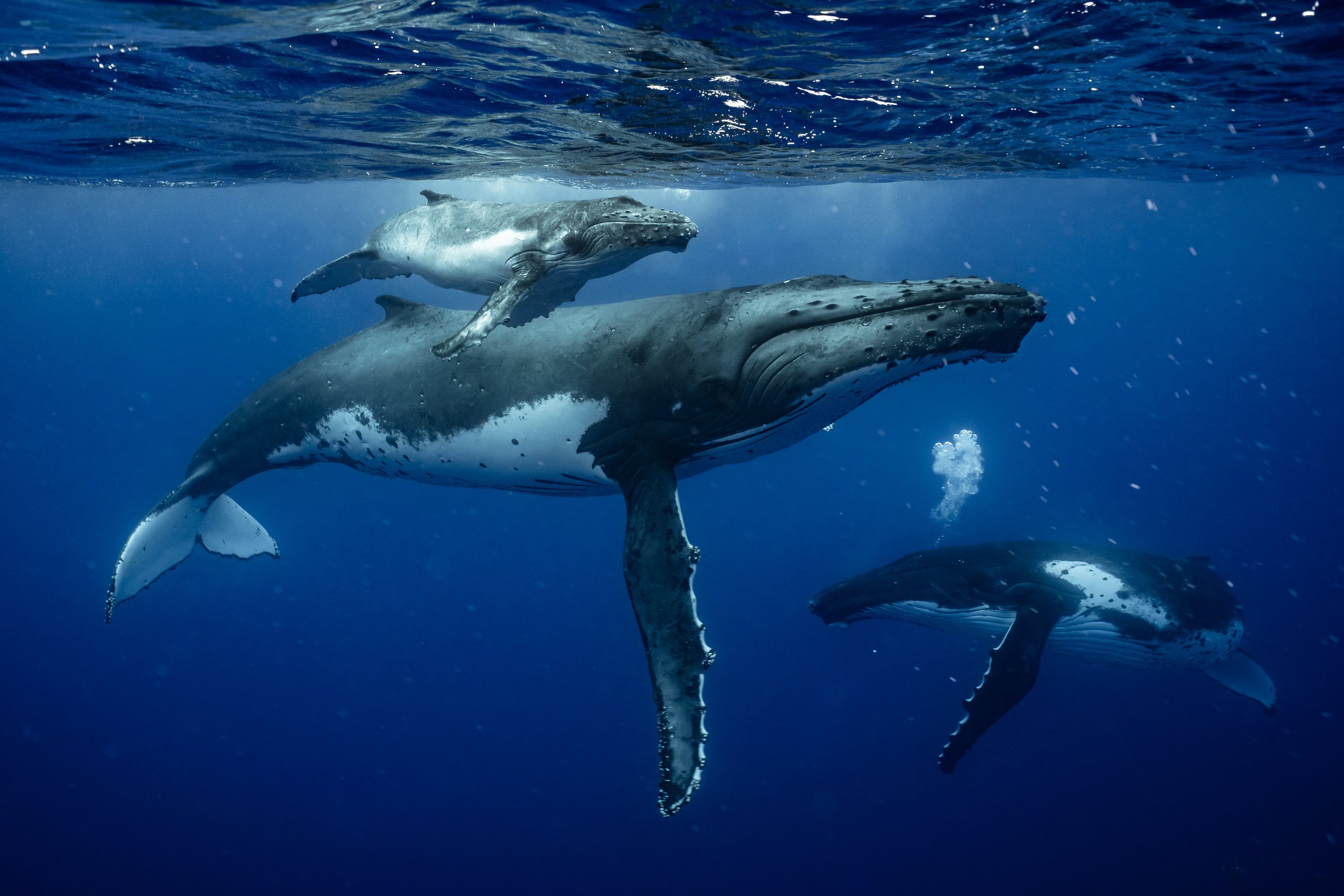 rurutu-2020-inertia-network-matt-reichel-one-with-whales-swim-with-humpback-whales-french-polynesia-week-one-re-edited-185.jpg