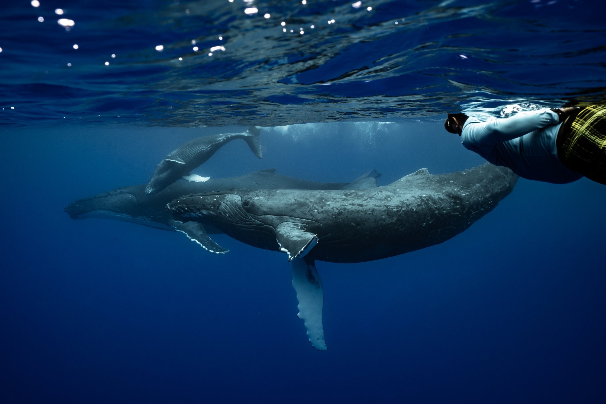 rurutu-2020-inertia-network-matt-reichel-one-with-whales-swim-with-humpback-whales-french-polynesia-week-one-re-edited-141.jpg