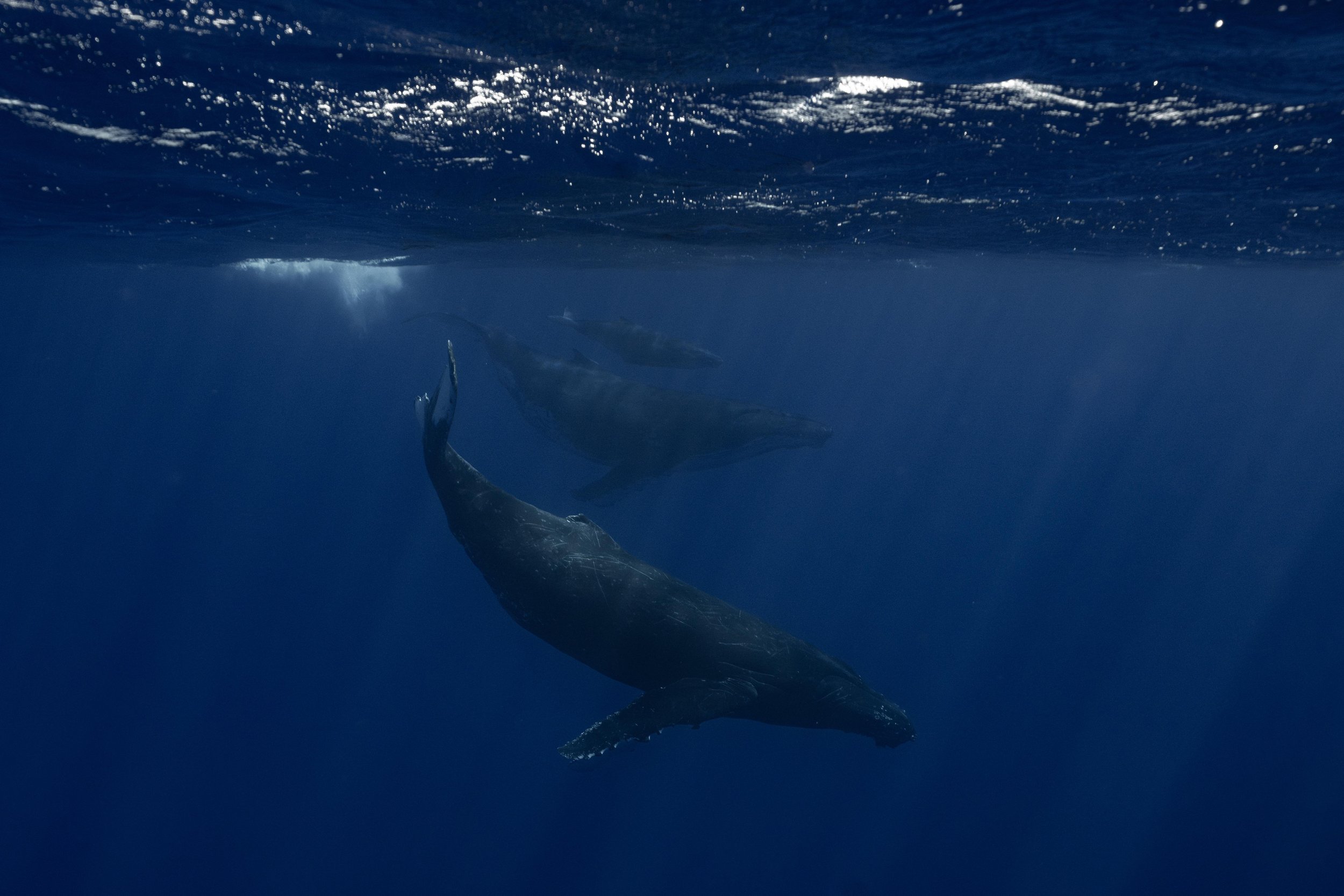 matt-reichel-cook-islands-swimming-with-hunpback-whales-aitutaki-atoll-south-pacific-s.jpg