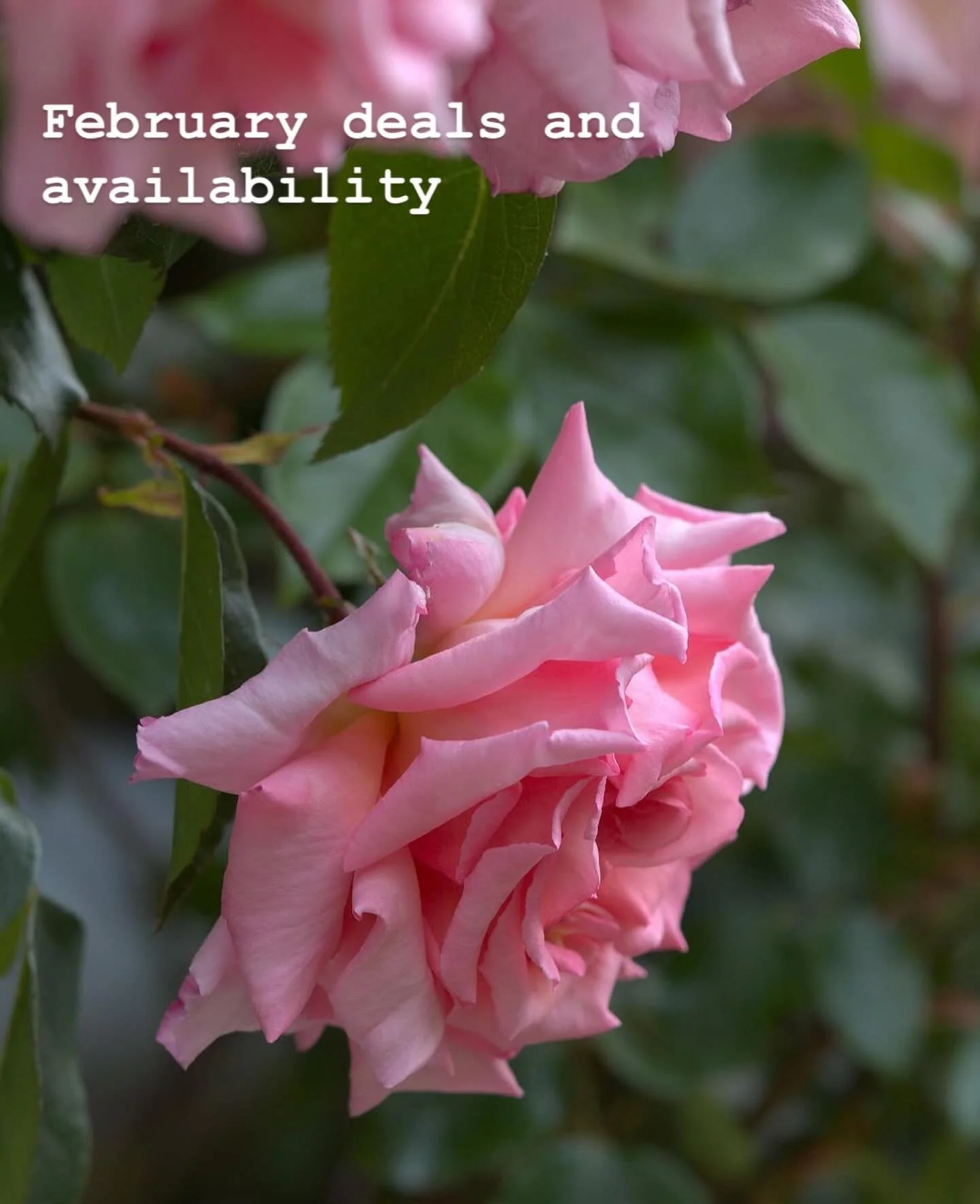 VALENTINES DEALS 

🌹 VALENTINE&rsquo;S COUPLES TREAT 
Share the love and the relaxation.
Two 1-hour treatments in the comfort of your own home.

&pound;100 total - Choice between Massage, Warm Bamboo, Cups, Reflexology, Reiki, Facial and Indian Head