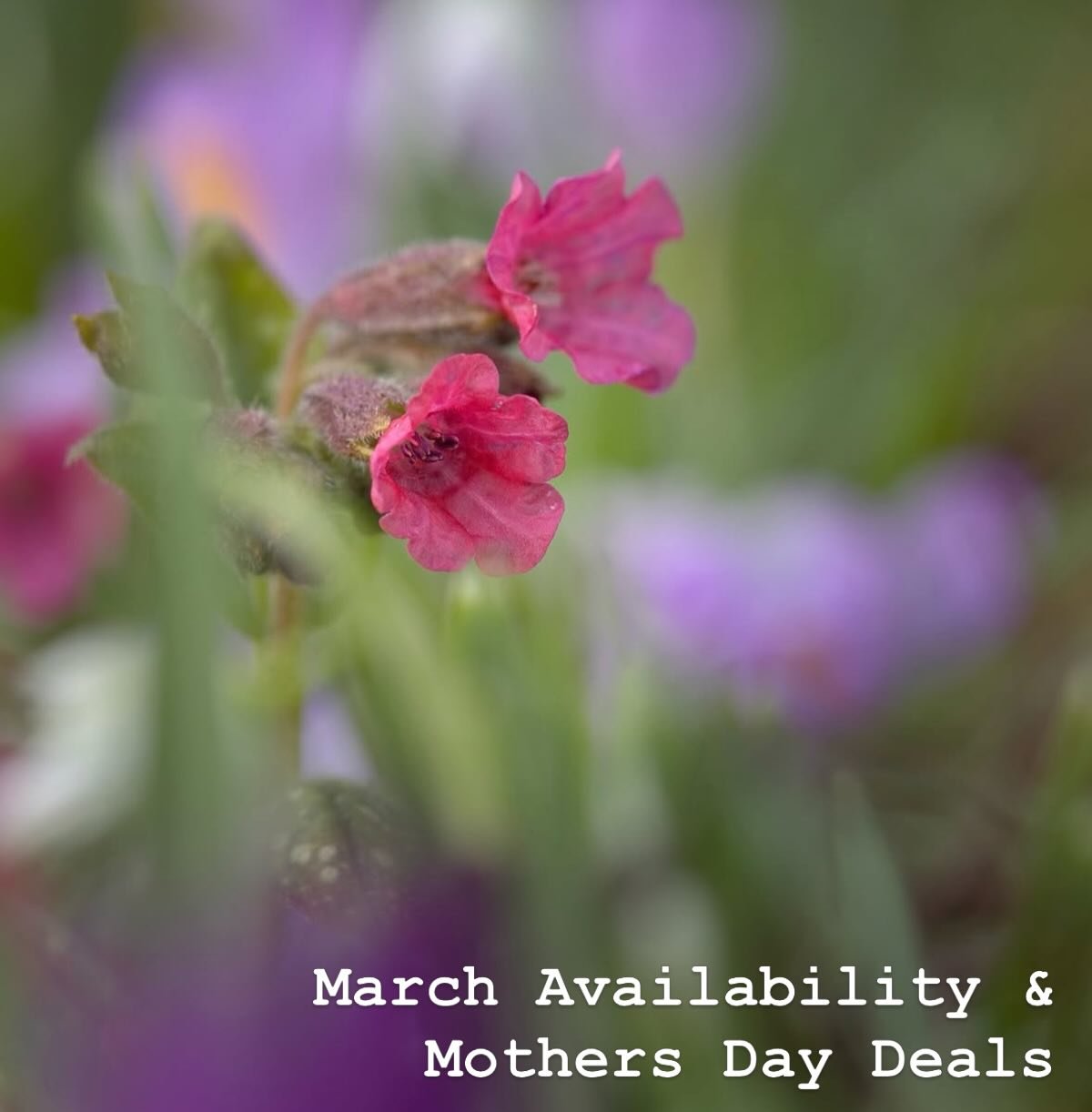 💐Mother&rsquo;s Day Deals &amp; March Availability Below 👇 

Looking for the perfect Mother&rsquo;s Day gift, or a beautiful moment of self-care for yourself? I have a couple of special offers available this month and gift vouchers to help make it 
