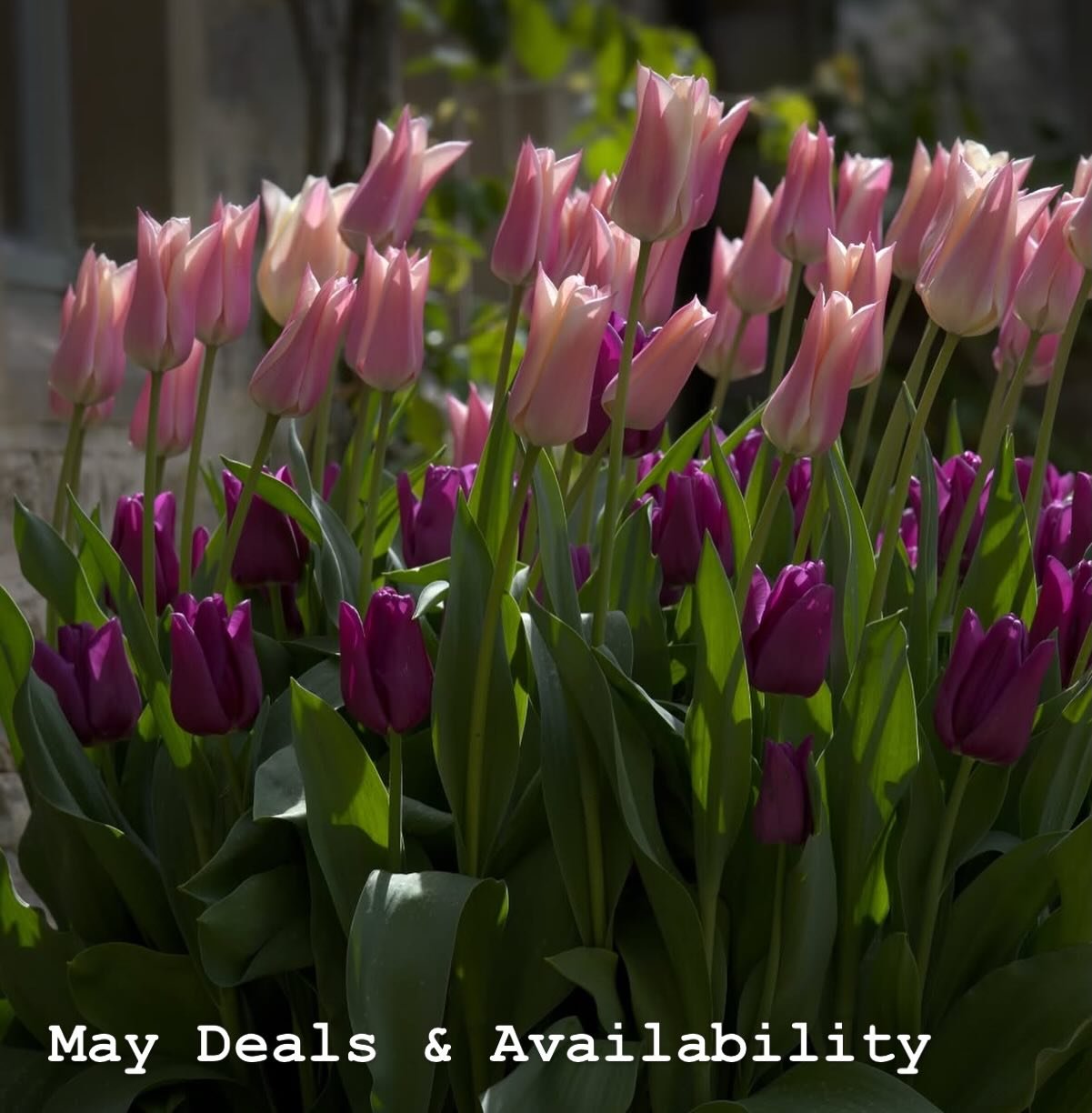 Mays Availability &amp; Deals 🌞

Yay it&rsquo;s May! Longer days, warmer evenings, fresh energy all around&hellip; summer is truly on its way.

This is your reminder to take some time for yourself before the busyness of summer begins &mdash; to refr