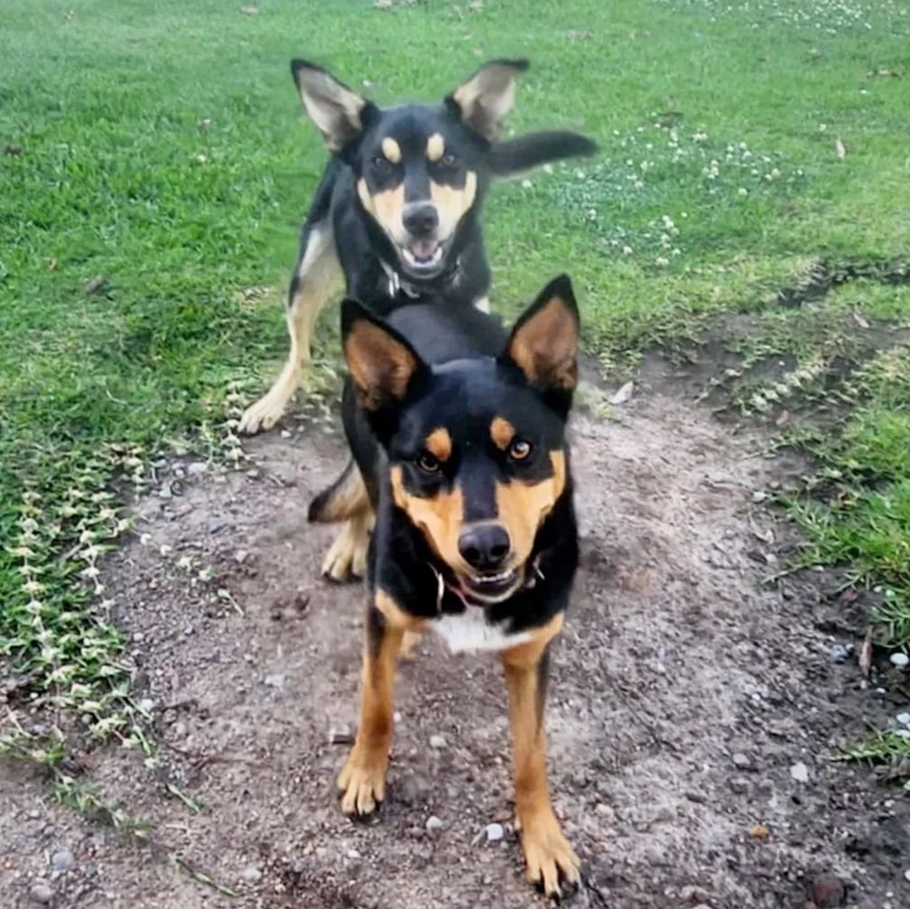We loved looking after this pair. They move so quickly, so snapping them was not easy 😆🐾 

#dogwalker #dogwalking #dogwalks #dogtaxi #dogsitting #dogminder #doglover #dogbusiness #doggiedaycare #dogdayout #lakemacquarie #newcastle #merewether #barb