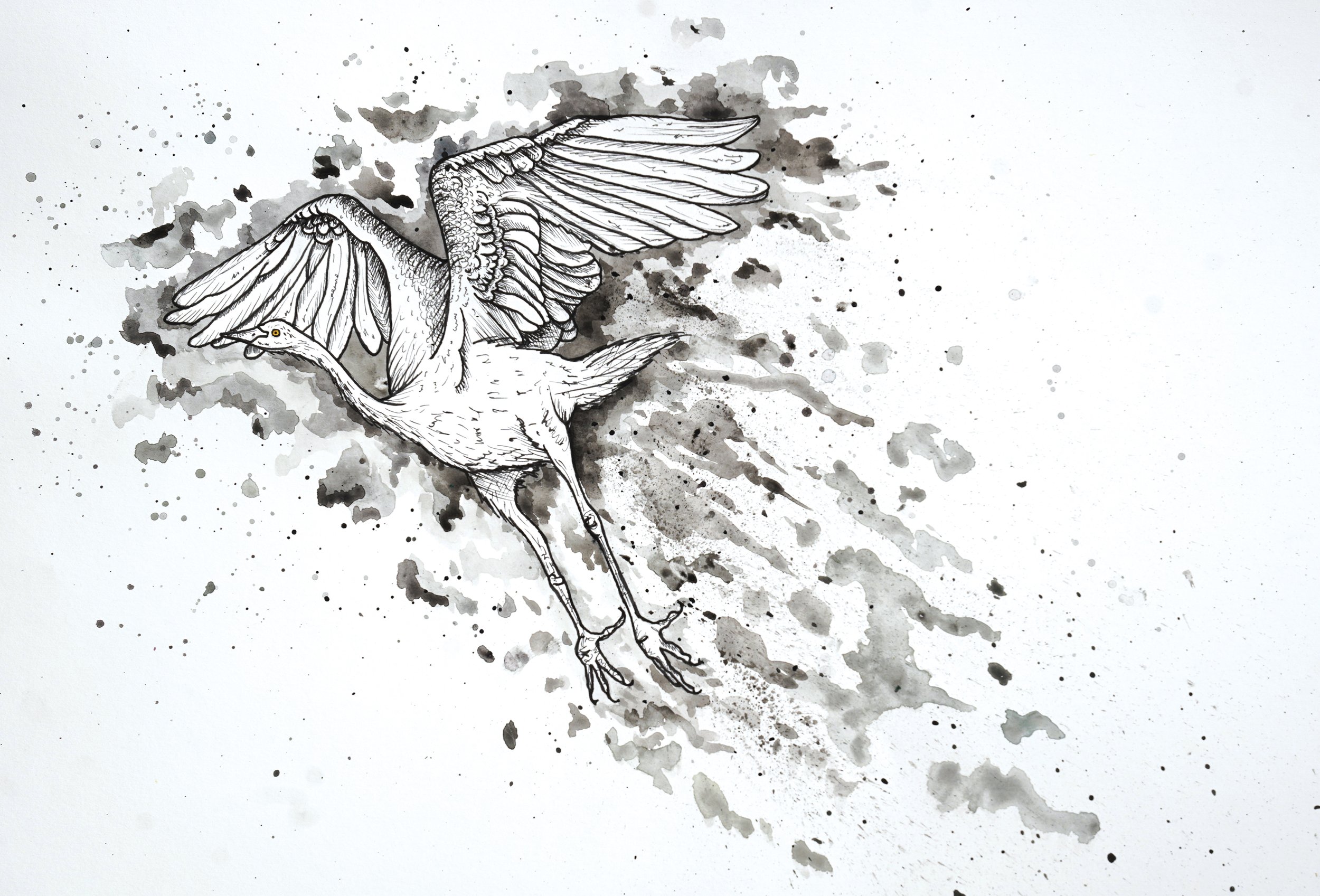 Heron 1.jpg