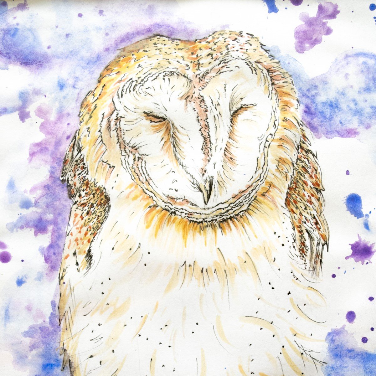 Resting Barn Owl Print